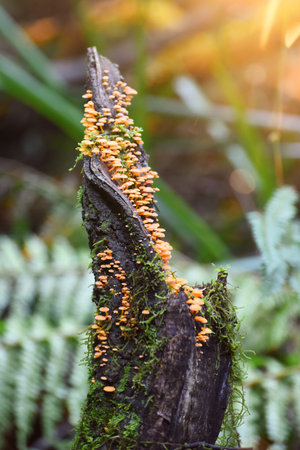 Mushrooms growing on a dead tree in the Australian rain forest, South Australia, Victoria