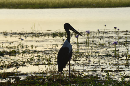 The black-necked stork (Ephippiorhynchus asiaticus), tall long-necked wading bird in the stork family, Kakadu National Park, Australiaの写真素材