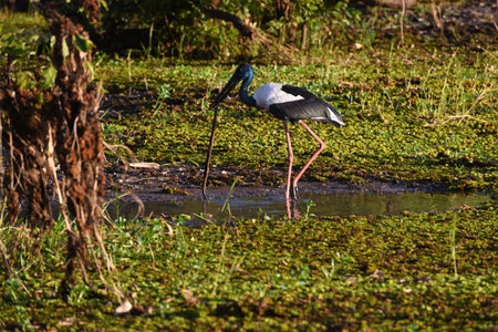 The black-necked stork (Ephippiorhynchus asiaticus), tall long-necked wading bird in the stork family hunts and eats a snake , Kakadu National Park, Australiaの写真素材
