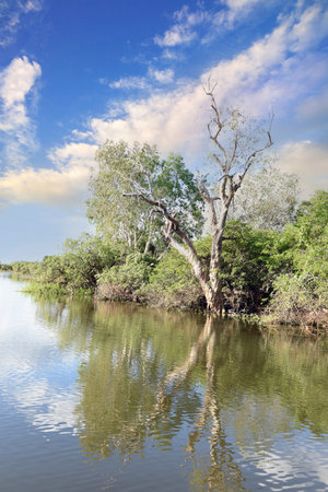 Panoramic landscape view to the yellow river billabong in the wetland of Kakadu National Park in the Northern territories of Australiaの写真素材