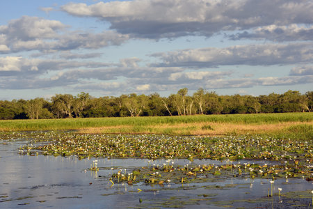Panoramic landscape view to the yellow river billabong in the wetland of Kakadu National Park in the Northern territories of Australiaの写真素材