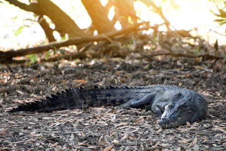 A ferocious Saltwater Crocodile (Crocodylus porosus) in Kakadu National Park, Northern Territory, Australiaの写真素材