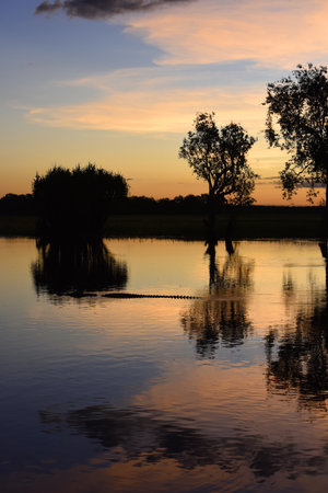 A ferocious Saltwater Crocodile (Crocodylus porosus) during spectacularly and colorful sunset at Yellow Waters Billabong in Kakadu National Park, Northern Territory, Australiaの写真素材