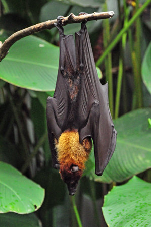 Large Flying Fox or fruit bat (Pteropus vampyrus) hanging in a tree, scenery in wildlife near Ubud,...