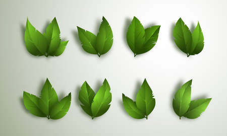 Set of green leaves isolated on white background. 3d elements for spring, summer design. Vector Illustrationのイラスト素材