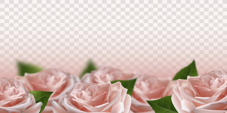 Realistic pink 3d rose flowers on transparent background. vector illustrationのイラスト素材