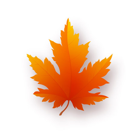 Autumn bright maple leaf isolated on white background. vector illustrationのイラスト素材