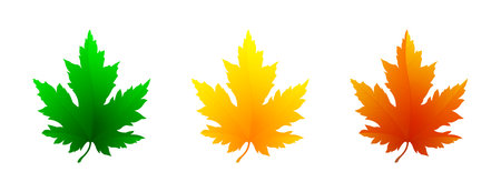 Set of realistic bright maple leaves isolated on white background. Maple leaf icons in green, yellow and red color. Vector illustrationのイラスト素材