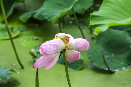Close up view of a lotus in the pondの写真素材