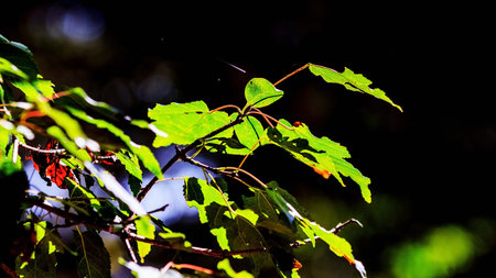 The autumn leaves close up view