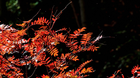 The autumn leaves close up viewの写真素材