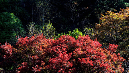 Autumn scenery landscape view of a mountain in Chinaの写真素材