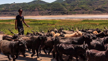 Shepherd and sheeps on the edge of the Yellow Riverのeditorial素材