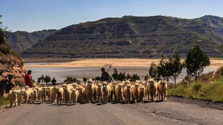 Landscape view of shepherds and sheepsのeditorial素材