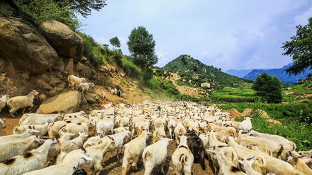 Lu Yu sheepの写真素材
