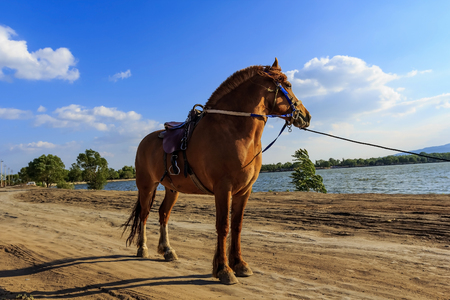 horse at outdoorの写真素材