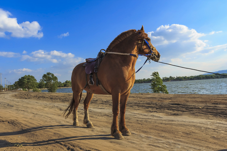 horse at outdoorの写真素材