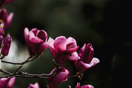 blooming flowersの写真素材