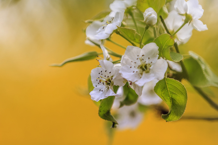 blooming flowersの写真素材