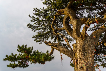Jiancaoping big tree
