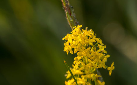 Mountain Flower