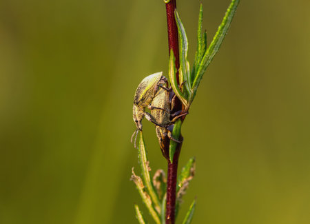 Beetle macro