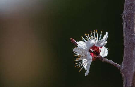 2020 Withered Peach Blossomの写真素材