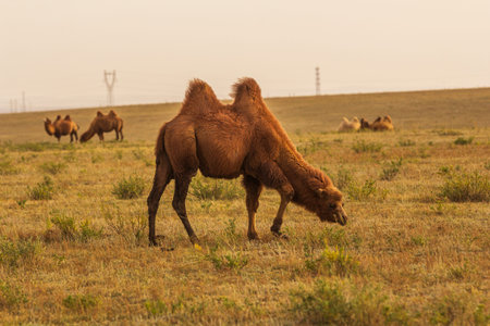 Xilamuren grassland scenery in Damao Banner, Baotou, Inner Mongolia, Chinaの写真素材