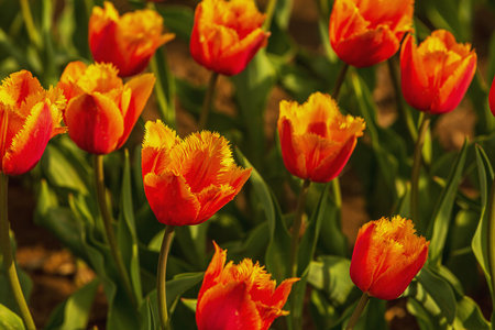 tulips. a bulbous spring-flowering plant of the lily family, with boldly colored cup-shaped flowers.の写真素材