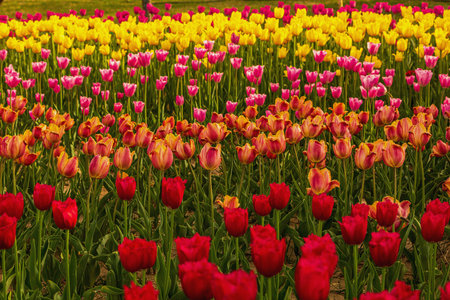 Jinyang Lake Park Tulipsの写真素材