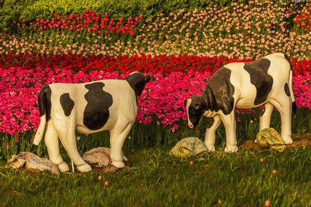 Jinyang Lake Park Tulipsの写真素材