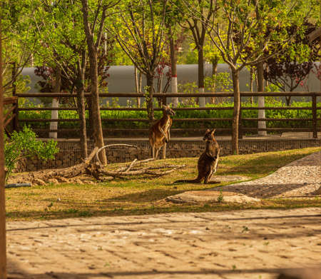 A group of animals in Taiyuan Zooの写真素材