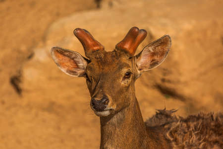 A group of animals in Taiyuan Zooの写真素材