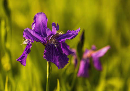 Iris in Jinyang Lake Parkの写真素材