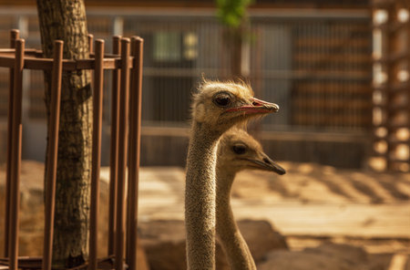 Ostrich in Taiyuan Zooの写真素材