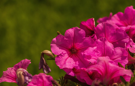 Flowers in Jinyang Lake Park, Taiyuan, Shanxiの写真素材