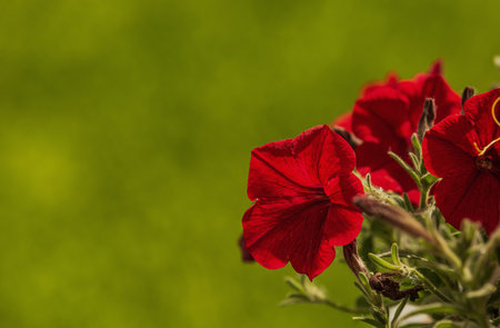 Red petunia flowers on a green background with space for text.の写真素材