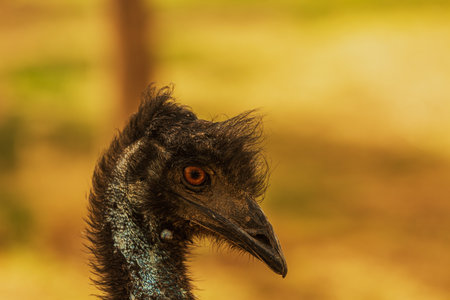 Taiyuan zoo emuの写真素材