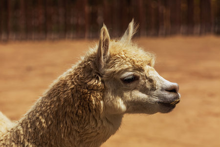 Alpaca in Taiyuan Zooの写真素材