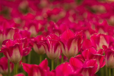 Close up of red tulips in a field in Holland, Netherlandsの写真素材