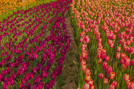 Tulip fields in the Netherlands, colorful tulips in Hollandの写真素材