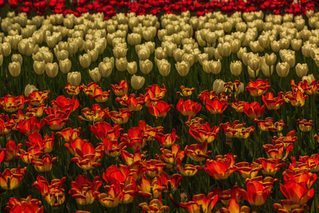 Red and white tulips in a field of tulips in Hollandの写真素材