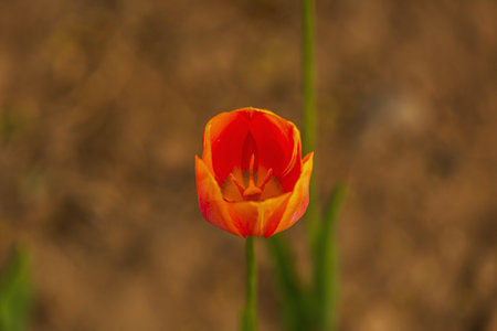 Orange tulip on a background of brown soil, close-upの写真素材