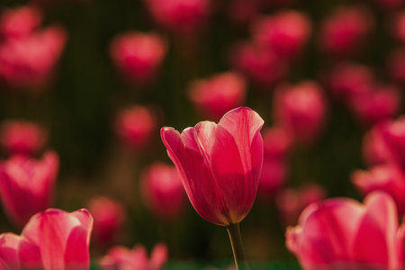 Pink tulips in the garden. Beautiful spring flowers. Tulip field.の写真素材