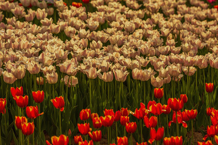 Colorful tulip flowers blooming in the garden. Beautiful spring landscape.の写真素材