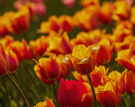 Colorful tulip flowers bloom in the spring in the garden.の写真素材