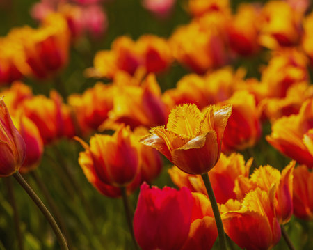 Tulip. Beautiful bouquet of tulips. Colorful tulips. Tulips in spring,colourful tulipの写真素材