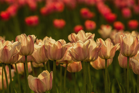 Tulip. Beautiful bouquet of tulips. Colorful tulips. Tulips in spring,colourful tulipの写真素材