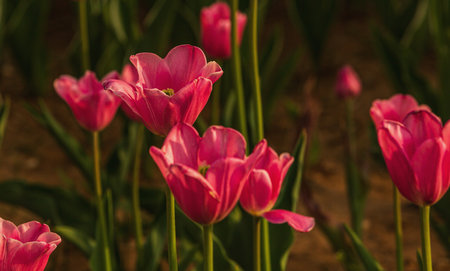 Tulip. Beautiful bouquet of tulips. Colorful tulips. Tulips in spring,colourful tulipの写真素材