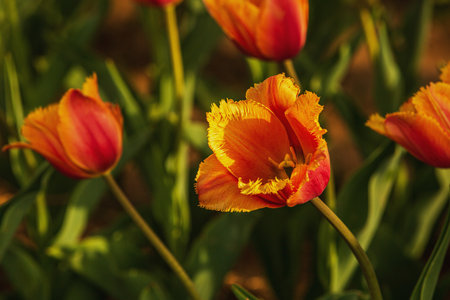 Tulip. Beautiful bouquet of tulips. Colorful tulips. Tulips in spring,colourful tulipの写真素材